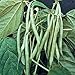 Green Bean, Blue Lake, Pole, Heirloom, Organic 20+ Seeds, Non-gmo, Tasty N Healty Beans
