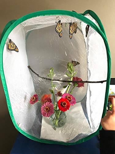 2 Trasfit+Insect+Butterfly+Habitat+Terrarium