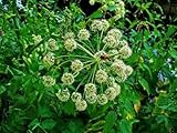 1 oz. ANGELICA ROOT~HeRb~Exorcism, Protection & Visions