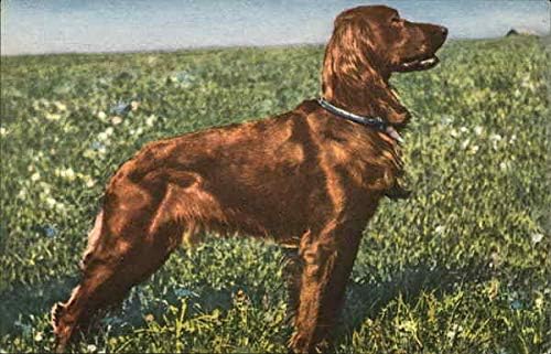 irish field setter