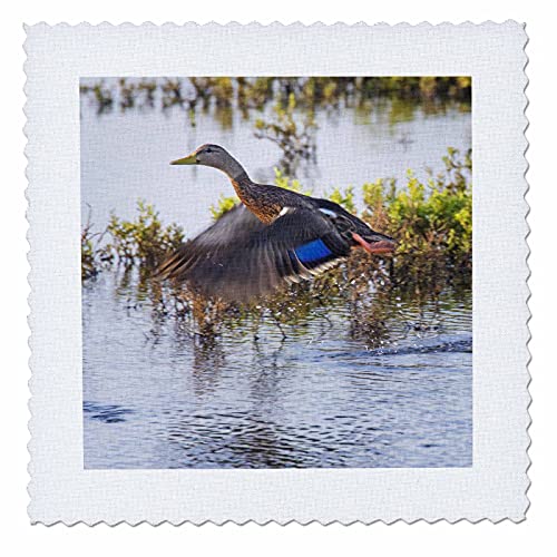 3dRose 12x12 inch Quilt Square, Mottled Duck Flying