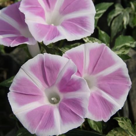 Amazon Co Jp アサガオ 枝垂れ朝顔恋しぐれピンク3 5号ポット3株セット Mps ホーム キッチン