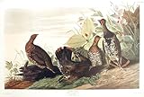 Spotted Grous. From"The Birds of