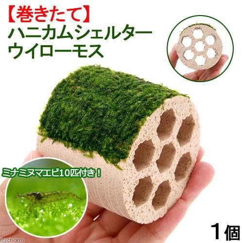 Amazon エビ 水草 巻きたて ハニカムシェルター ウィローモス 無農薬 １個 ミナミヌマエビ １０匹 北海道 九州 沖縄航空便要保温 Charm チャーム 観賞魚 水中生物 通販