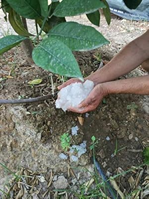 NOVINGRECONS Agua Gel - Paquete 20g Formato Pequeño Jardin/Huerto ...