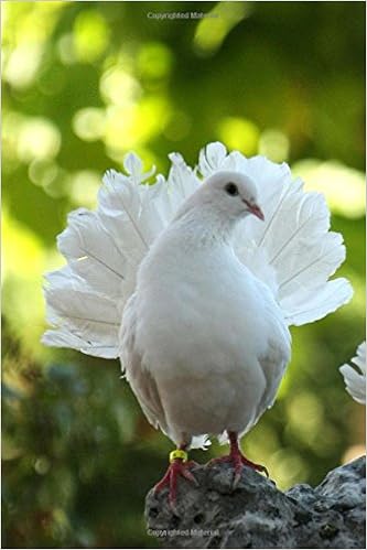 dove bird online shopping