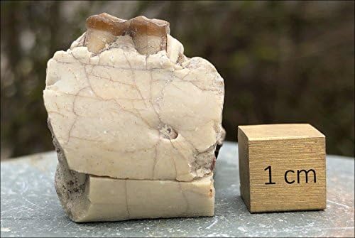 GENUINE FOSSIL Oreodont jaw (20-40mm) (FSA001)