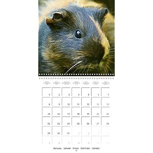 Sweet Guinea Pig 2018: Rodents and Pets (Calvendo Animals)