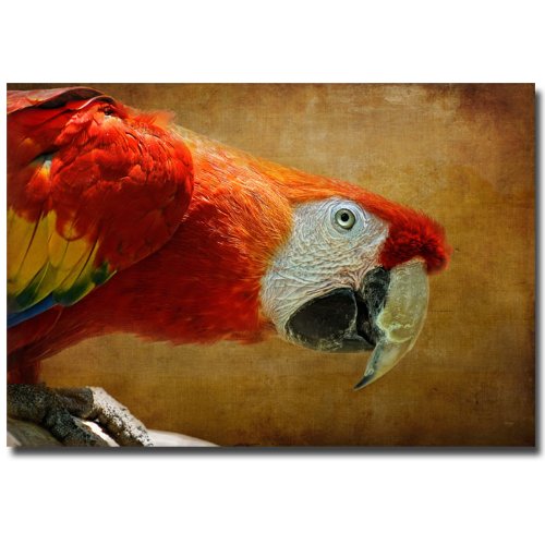 Trademark Fine Art Colorful Bird Canvas Art by Lois Bryan, 14 by 19-Inch