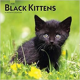 black fuzzy kitten