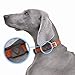 ThunderEase Calming Pheromone Collar Clip | Powered by ADAPTIL | Use on Standard Dog Collars (Large (for Dog Collars up to 1-inch Wide)