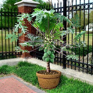 Jmbamboo-hawaiian Papaya Live Plant Great Tropical Trees Large 6" Pot
