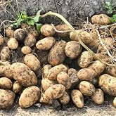 Simply Seed&trade; - Gold Rush Russet Potato Seed 5 Pounds - Naturally Grown - Non GMO -American Raised- Ready for Planting