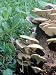 Phoenix Oyster Mushroom Mycelium Plug Spawn - 100 Count - Grow Edible Gourmet & Medicinal Fungi On Trees & Logs