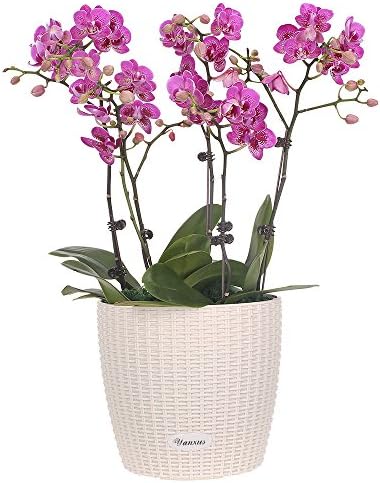YANXUS Self -Watering Planter Modern Decorative Flower Planter Resin Garden Planter Pot (White) …