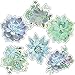 Schoolgirl Style - Succulents Extra Large Colorful Cut-Outs, Classroom Décor, 12 Pieces