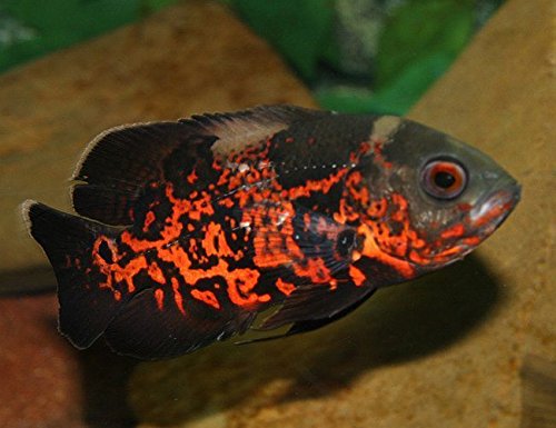 Oscar fish - JungleKey.com Image