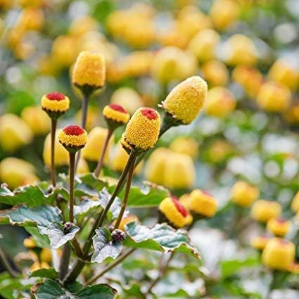 Amazon Com Rare Toothache Plant Szechuan Buttons Electric Daisy Seeds Spilanthes Oleracea Easy To Grow Herb Gardens Exotic Flower Seeds Hardy Perennial 100pcs Garden Outdoor