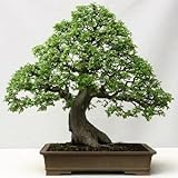 10 Seeds Ulmus parvifolia (Chinese Elm) Bonsia