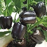 Sweet Bell Pepper Black Horse Seeds Heirloom