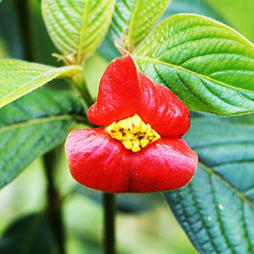 50 Pcs Blazing Red Lips Flower Seeds Psychotria Elata Flower Seed Garden Plant - Thumbnail 2