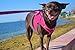 EcoBark Step in Dog Harness - Eco-Friendly Teacup Dog Harnesses for XXS, XS, and Small Dogs - Reflective and Adjustable Mini Body Halter Vest -Tiny Soft Mesh Toy Breed Harness Under 5 lbs (Pink, XXS)