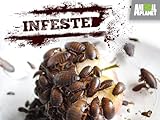 Infested: Season 1