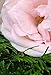 WFG WATERFALL GLEN SOAP COMPANY, LLC, Tzveta bath soap, Bulgarian Rose soap, body soap, natural vegan soap, enriched with cocoa butter