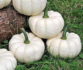 Bobby-Seeds Kürbissamen Number Two F1 Portion