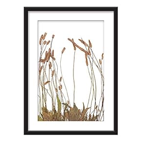 Framed Wall Art - Dried Plant Specimen - Giclee Printed Art in Black Picture Frames White Matting - 23x31 inches