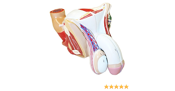 Science Education LXT PANDA Male Reproductive System Model Male Pelvis 