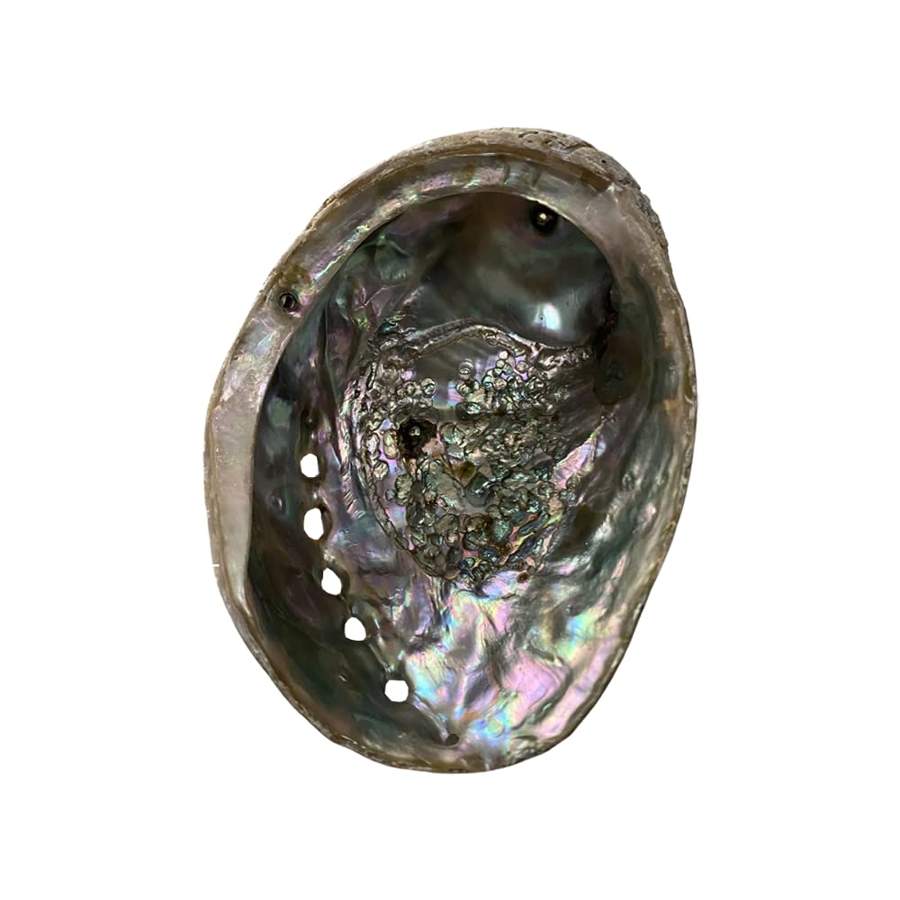 Vie Naturals Abalone Shell, 10cm