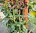 TruLyfe Garden Plant Clips and Support Ties for Tomato Cage Gardens, Plants Soft Twist Tie and Gardening Clip Twists Supports Cages and Stakes, 22 Piecesthumb 4