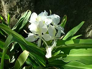 Amazon Com Dichondra 10 White Ginger Lily Flower Seeds Patio Lawn Garden