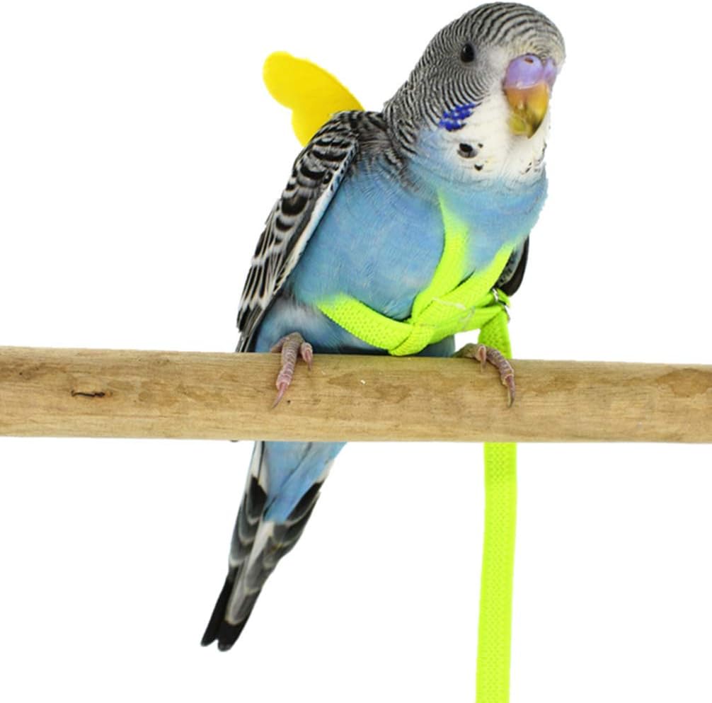 parakeet leash
