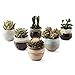SUN-E 6 in Set 2.5 Inch Ceramic Flowing Glaze Black&White Base Serial Set Succulent Plant Pot Cactus Plant Pot Flower Pot Container Planter Idea