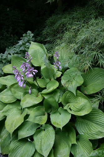 Hosta Plantaginea Seeds Fragrant Plantain Flower Fire And Ice Shade White Pcs