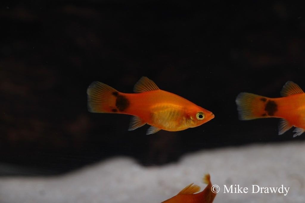 platies tropical fish