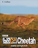 Cheetah (Big Cat Diary)