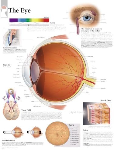Eye Laminated Poster