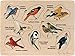 Lift and Learn Peterson's Backyard Birds Puzzle - Made in USA