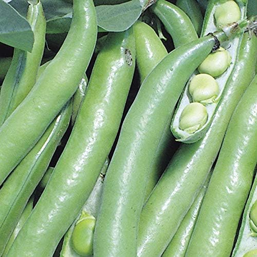 Broad Bean Plants 'Giant Exhibition' 6 x Medium Plugs. (RHS Award