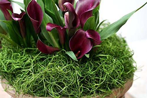 1 Super+Moss+26912+Spanish+Preserved