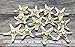 Real Starfish | 12 Real White Knobby Starfish 2