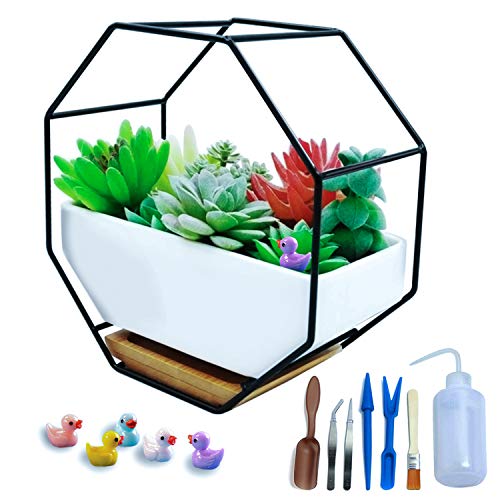 Modern Wall Planter, Metal Wire Octagon Design Wall-Mounted Shelves with Ceramic Flower Pot, Air Plant Container Hanging Vase Desktop Succulents Planter Black