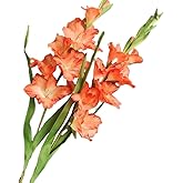 BQEE Long Stem Artificial Gladiolus Flower, Set of 2, Home/Wedding/Office Decor (Orange)