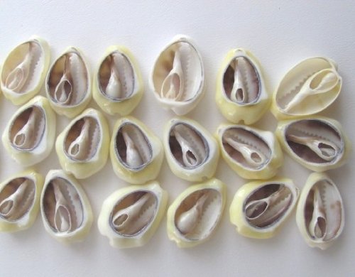 Cowrie Shells Set of 18 Open Mano De Caracol Abiertos Santeria Voodoo