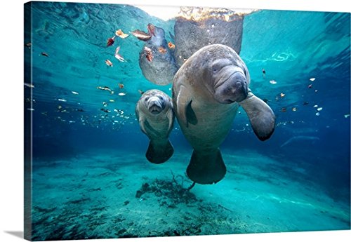 Manatee Wall Art | Manatee Framed Prints, Canvases and Wall Stickers
