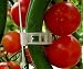 Plant Clips Support Tomatoes, Peppers, Vine Plants & Flowers to Grow Upright: 100 Plant Clips