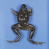 Perfect Solution Preserved Jumbo Frog, 3-4